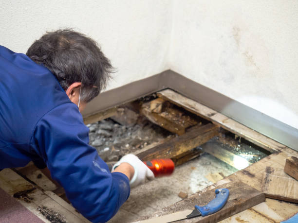 Best Mold Testing  in Murraysville, NC
