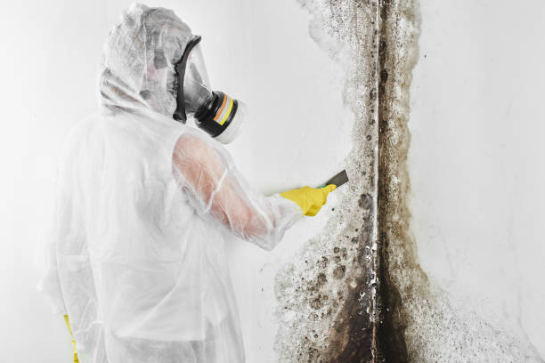 Best Certified Mold Removal  in Murraysville, NC