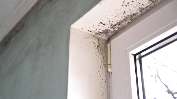 Reliable Murraysville, NC Mold Removal Solutions