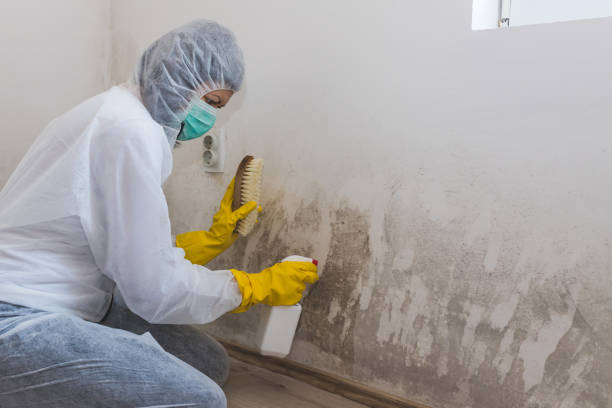 Best Home Mold Removal  in Murraysville, NC