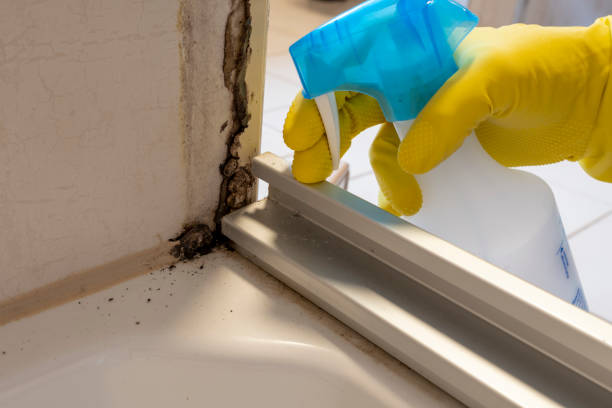 Best Affordable Mold Removal  in Murraysville, NC