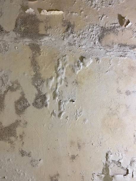 Best Residential Mold Removal  in Murraysville, NC