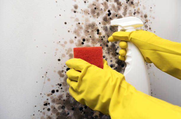 Best Mold Removal Company Near Me  in Murraysville, NC