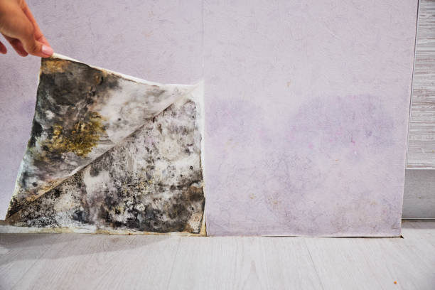 Best Mold Damage Repair  in Murraysville, NC